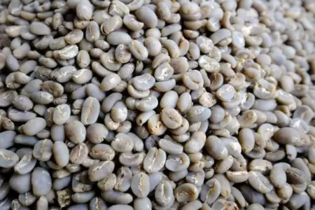 jual kopi yellow caturra